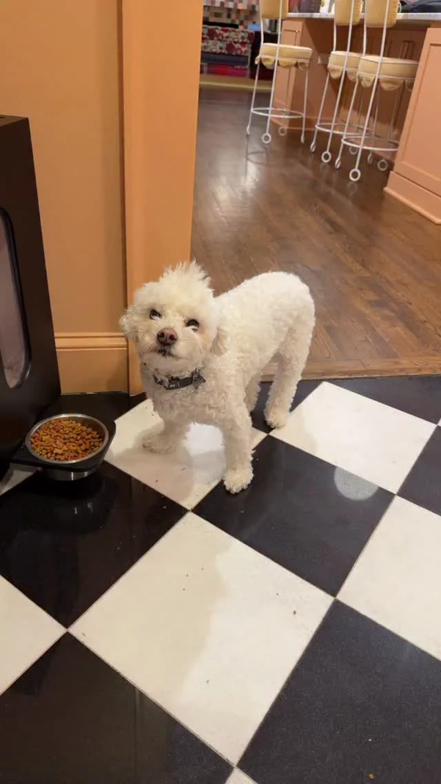 Sometimes we have to do no harm first… still sucks to see someone suffering and know the risks of doing something surgically are too high.